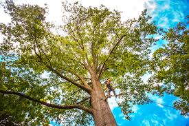 Professional Tree Removal in Vinton, VA