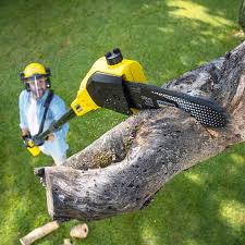 Best Lawn Pest Prevention  in Vinton, VA