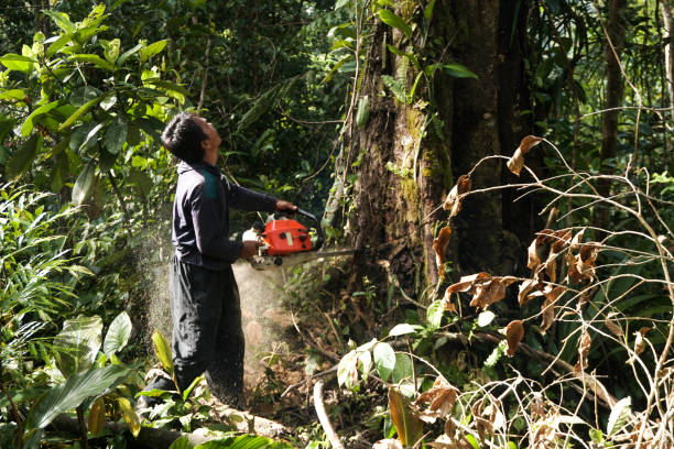 Best Fruit Tree Pruning  in Vinton, VA