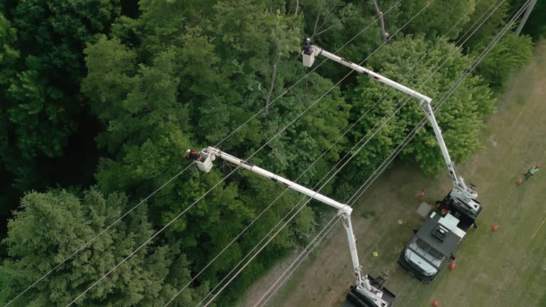 How Our Tree Care Process Works  in  Vinton, VA