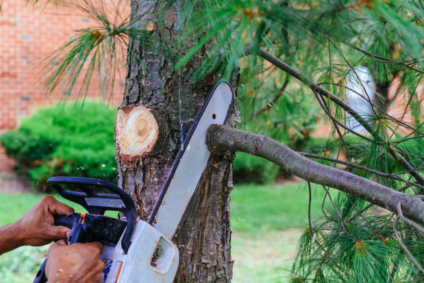 Best Arborist Consultation Services  in Vinton, VA